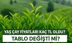 Yaş Çay Fiyatları Bugün Kaç TL Oldu? 2025 ÇAYKUR Alım Fiyatı Açıklandı
