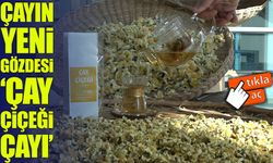 ÇAYMER geliştirdi: Çay çiçeği çayı üretimi başladı, yüksek fiyatıyla dikkat çekiyor