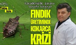 Kahverengi kokarca fındığı bitiriyor: Karadeniz’de zararın boyutu büyüyor