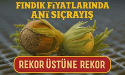 Bugün Fındık Fiyatlarında Ani Sıçrayış: Bugün Fındık Fiyatları Rekor Üstüne Rekor Kırdı