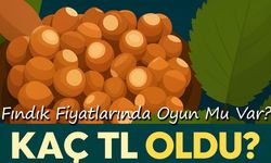 Bugün Fındık Fiyatları Kaç TL Oldu? Çeşitlere Göre Güncel Kilo Fiyatı Açıklandı