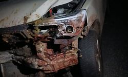 Elazığ’da Feci Kaza! Kamyonet Sürüye Daldı: 30 Küçükbaş Hayvan Telef Oldu