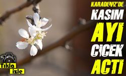 Gümüşhane'de Kasım ayında çiçek açan elma ağacı şaşkına çevirdi