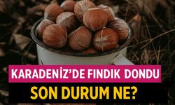 Karadeniz’de Fındık Fiyatı Dondu: Fındık Fiyatlarında Son Durum Ne?