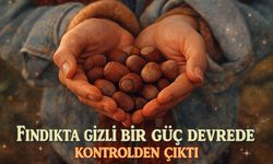Fındıkta Bugün Gizli Bir Güç Devrede: Fiyatlar Neden Kontrolden Çıktı?