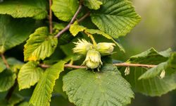 Türk fındığı Hindistan'da tüketicilerle buluşturuldu