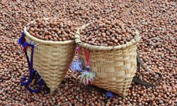 Fındıkta Büyük Bekleyiş! Üretici 280 TL’ye Satmıyor: Hedef 400 TL