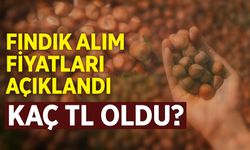 Fındık Fiyatları Bugün Kaç TL Oldu? İl İl Güncel Fındık Alım Fiyatları Açıklandı