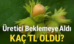 Fındık Fiyatları Bugün Kaç TL Oldu? Üretici Beklemede, Piyasa Durgun