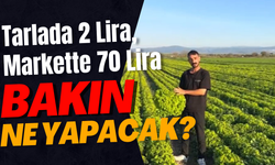 Marul Üreticisi İsyan Etti: “2 Liraya Satmam, Gerekirse Koyunlara Yediririm”