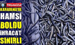 Karadeniz’de hamsi boldu, ihracat sınırlı: Türkiye 19 ülkeye satış yaptı