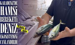 Karadeniz’de Hamsi Bereketi: Diğer Balık Türleri de Tezgâhları Şenlendirdi