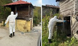 Giresun’da Kahverengi Kokarca Alarmı! Soğuklarla Birlikte Kapalı Alanlara Akın Ediyor