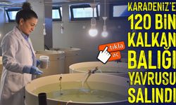 Kalkan Balığının Nesli İçin 28 Yılda 120 Bin Yavru Karadeniz’e Bırakıldı
