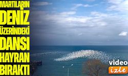Karadeniz’in üzerinde beyaz bir dalga: Martıların senkronize uçuşu büyüledi