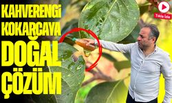 Kadife Çiçeği ve Soğanla Kahverengi Kokarcaya Doğal Çözüm