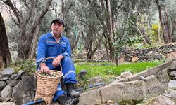 Dünya Ödüllü Butko Zeytini Yusufeli’ni Şenlendirdi! 100 Yıllık Ağaçlardan Hasat Sürüyor