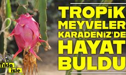 Karadeniz’de muz ve mango yetişiyor: Tropikal meyveler seralarda hayat buldu