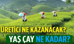 Üretici 2025’te Ne Kazanacak? Yaş Çay Fiyatı Ve Özel Sektör Rakamları!