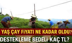 Yaş Çay Fiyatı Ne Kadar Oldu? Nerede Kaç TL Alınıyor?