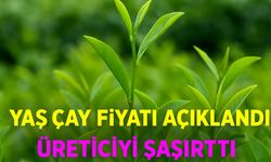 Yaş Çay Fiyatı Açıklandı! ÇAYKUR ve Özel Sektör İl İl Ne Kadar Alıyor?