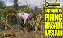 Yusufeli’nde Pirinç Hasadı Başladı: Dağların Arasında Bereketli Topraklar