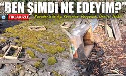 Rize’de Ayı Kovanları Parçaladı, Üretici Tepkili: “Ben Şimdi Ne Edeyim?”