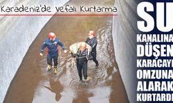 Su kanalına düşen karaca kurtarıldı, omuzda taşınarak doğaya teslim edildi