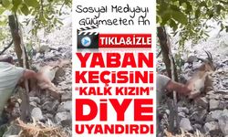 Bahçede Uyuyakalan Yaban Keçisi "Kalk Kızım" Diye Uyandırıldı