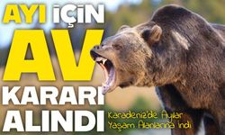 Rize’de Ayı Tehlikesi Büyüyünce Av Kararı Geldi: Sürek Avı Ne Zaman Yapılacak?