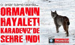 Bayburt’ta vaşak paniği! Yerleşim yerine inen vaşak güvenlik kamerasına yakalandı