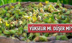 Bugün Fındık Fiyatları Kaç TL Oldu? Fındık Fiyatları Yükselir Mi, Düşer Mi?