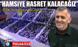 Bilim insanlarından uyarı: Karadeniz’de hamsi gelecekte ciddi şekilde azalabilir