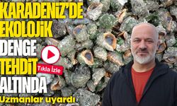 Karadeniz'de ekolojik denge tehdit altında: Deniz salyangozu ve taraklı medüz alarmı