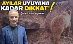 Kış uykusuna hazırlanan ayılarla karşılaşma riski arttı: Uzmanlar uyardı