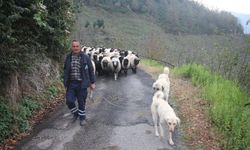 Giresun'dan kısa kısa