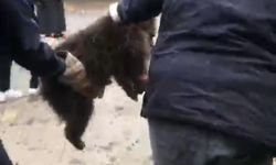 Ağaçta mahsur kalan yavru ayı, itfaiye tarafından kurtarıldı