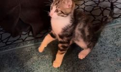 Yavru kedi camide vaaz sırasında cemaatle ve tespihle oynadı