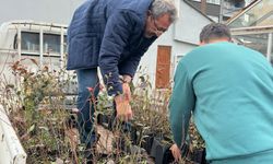 Giresun'dan mavi yemiş atağı