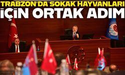 Trabzon’da Sokak Hayvanları İçin Ortak Adım: 17 İlçeden Birlikte Hamle