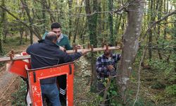 Ormanda sincaplar için köprü yaptılar