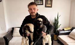 Samsun'da biri ayağı kırık iki kuzusunu evinde özenle bakıyor