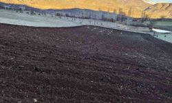 Arpalar kar yağmadan toprakla buluşuyor