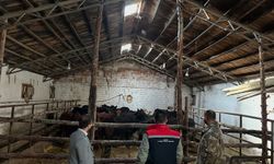 Aydıntepe'de hayvancılığa destek projesinde ilk hayvan teslimi yapıldı