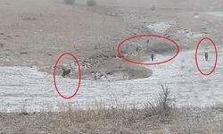 Bayburt'un köylerinde kurt sürüleri görüldü