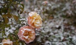 Gümüşhane kent merkezine mevsimin ilk karı yağdı