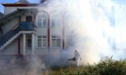 Kahverengi kokarca kışlak mücadelesi sürüyor