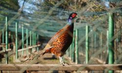 Kahverengi kokarca savaşçıları: 2025'te 3 bin sülün doğaya salındı