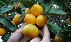 Ordu'da narenciye hasadı başladı