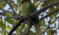 Pakistan papağanları adliye bahçesini mesken tuttu